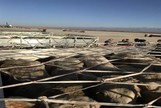 وزارت صمت صادرات را ممنوع کرده است