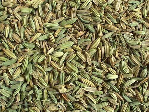 کاشت زیره سبز برای اولین بار در کوار 