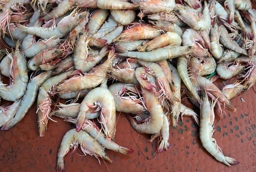 یک مزرعه پرورش میگو در خنج احداث می شود