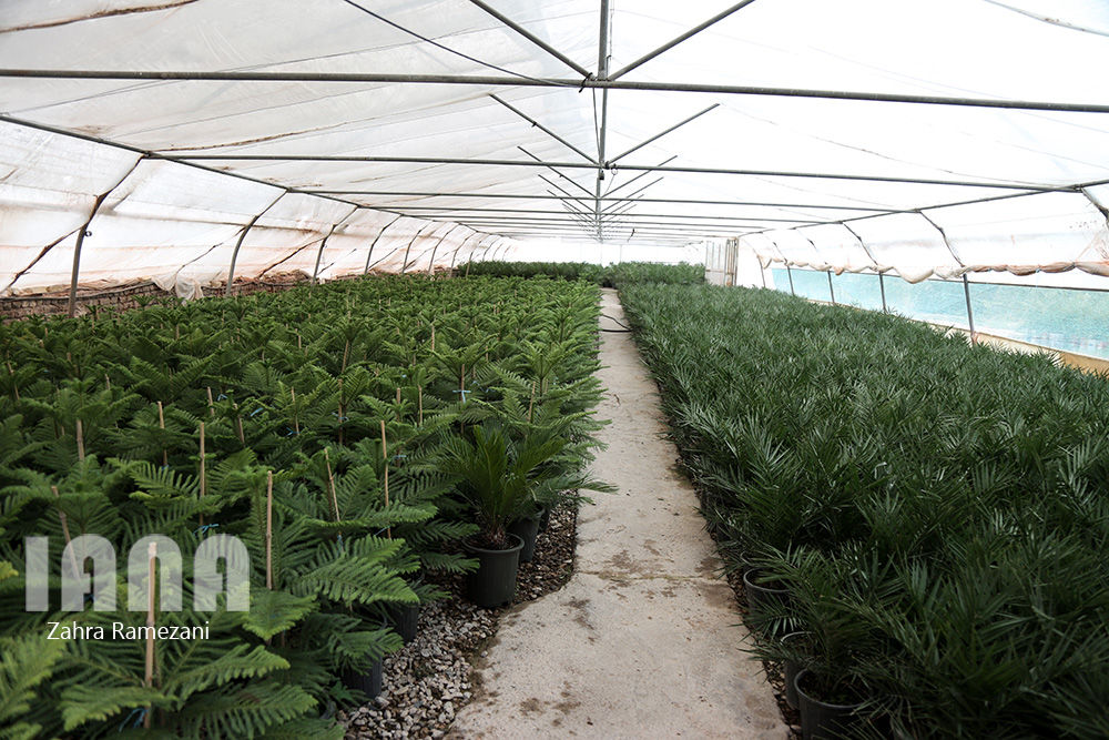 گلخانه صادراتی محلات استان مرکزی