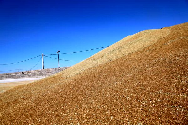 خرید تضمینی گندم از مرز 120 هزار تن گذشت