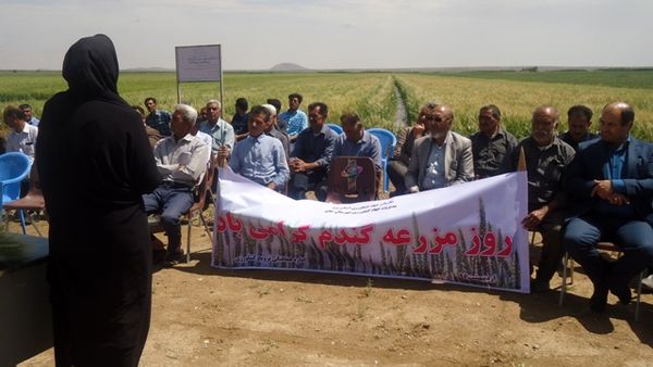 برگزاری روز مزرعه گندم در یزد