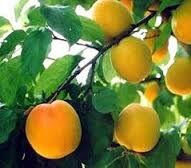 پیش‌بینی برداشت ۱۰ هزار تن زردآلو از باغات شهرستان دامغان