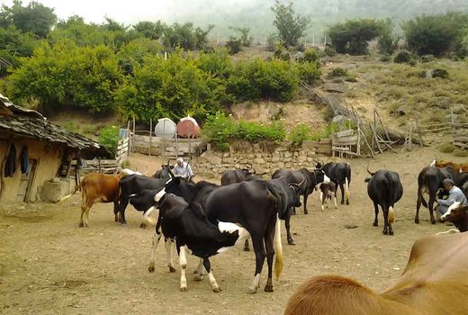 ارائه خدمات اصلاح نژاد رایگان به گاوداری‌های سنتی و روستایی