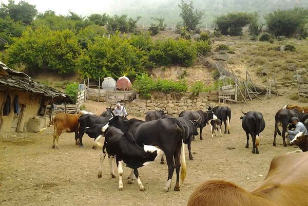 ارائه خدمات اصلاح نژاد رایگان به گاوداری‌های سنتی و روستایی