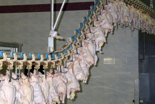 هیچ نگرانی برای تامین مرغ مورد نیاز ماه رمضان در استان وجود ندارد