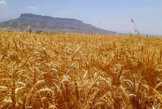 کشت مزارع خوزستان، در قالب طرح ملی گندم بنیان