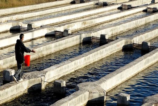 استقبال از مکانیزاسیون در حوزه دام و شیلات پایین است