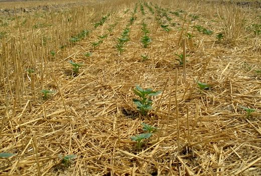 آغاز کاشت کنجد در قیروکارزین