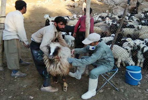 واکسیناسیون دام‌ها در لارستان