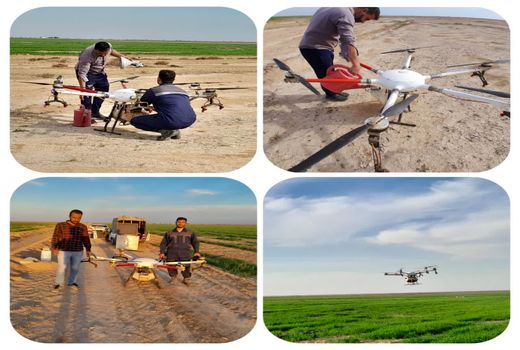 بازدید مزارع گندم در ماهشهر