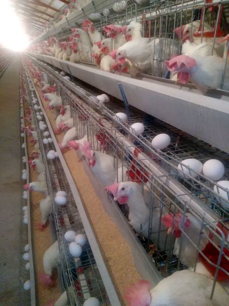 رشد ۲۲ درصدی تولید تخم مرغ در استان قزوین