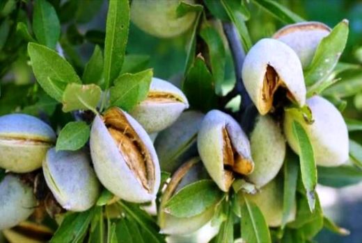 بام ایران مرکز تولید بادام کشور