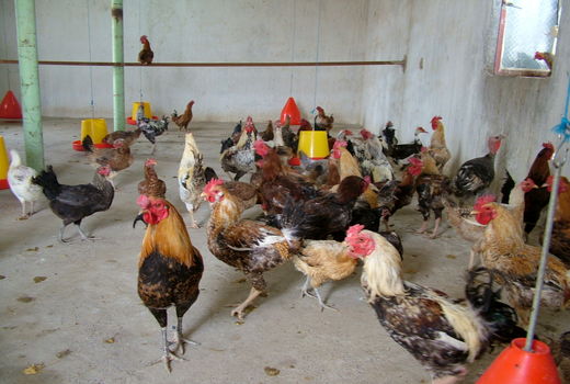 آغازطرح ملی واکسیناسیون علیه بیماری نیوکاسل درسیستان وبلوچستان