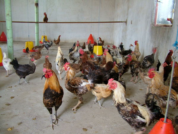 آغازطرح ملی واکسیناسیون علیه بیماری نیوکاسل درسیستان وبلوچستان