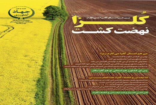  80 هزار هکتار از مزارع استان خوزستان به کشت کلزا اختصاص می‌یابد