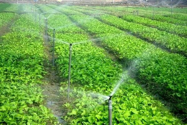 اعتبار ۴۷۵ میلیاردی برای اجرای آبیاری ‌نوین در خراسان‌جنوبی