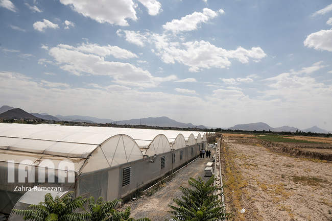 گلخانه شهاب گل خمین 