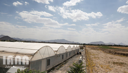 گلخانه شهاب گل خمین