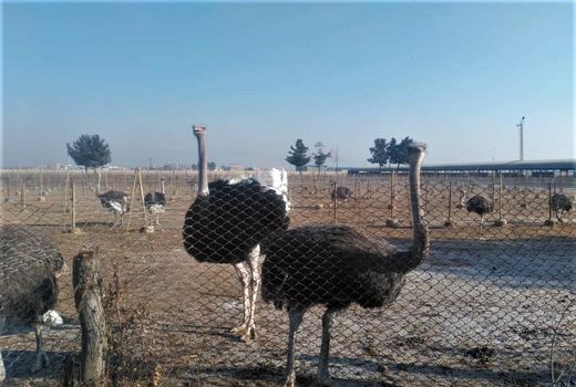 افزایش تولید شترمرغ به ۲۰۰ هزار قطعه در افق 1400 