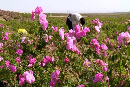 کاشان، رتبه نخست میزان تولید گل محمدی در کشور