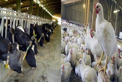 صنعت دام و طیور اصفهان تحقق جهش تولید را دارد