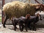 افزایش راندمان بره دهی با  اجرای طرح اصلاح نژاد دام سبک 