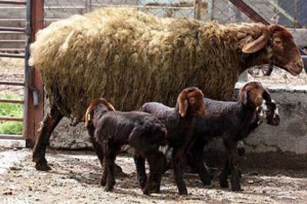 افزایش راندمان بره دهی با  اجرای طرح اصلاح نژاد دام سبک 