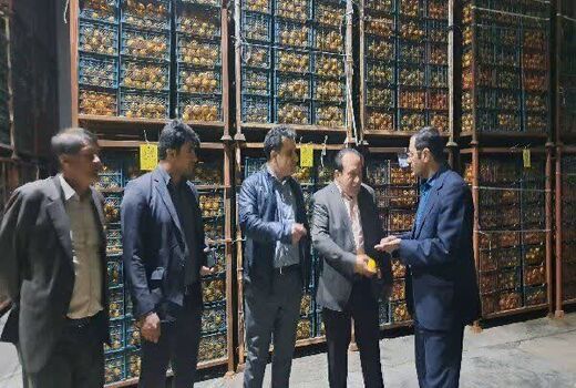 توزیع میوه ایام پایانی سال از هفته آینده در سراسر استان کهگیلویه و بویراحمد