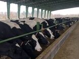 85 درصد مواد ژنتیکی مورد نیاز دامداری‌های صنعتی از منابع داخلی تامین می‌شود