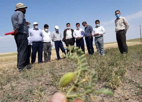 40 هزار میلیارد ریال خسارت ناشی از خشکسالی سالجاری به بخش کشاورزی استان