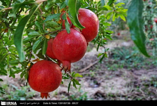  پیش بینی  برداشت انار از 260 هکتار باغات شهرستان راور در سال جاری