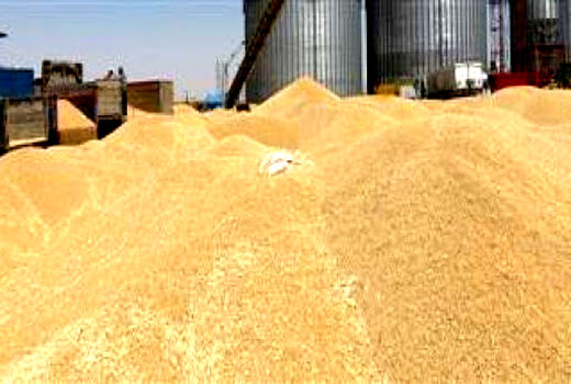 خریداری بیش از 1.3 میلیون تن گندم توسط تشکل‌های تعاون روستایی