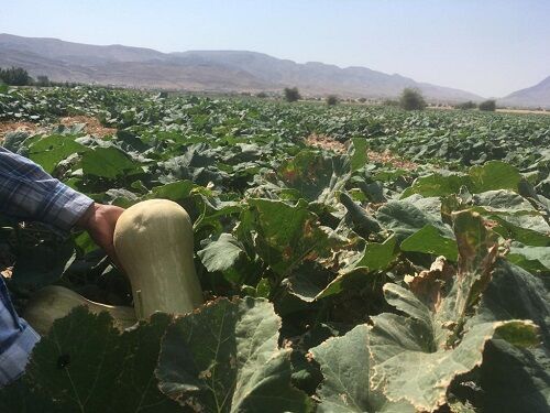کدو های تنبل قیروکارزین به روسیه می روند