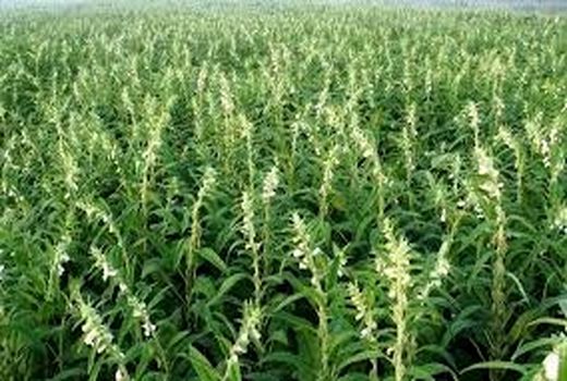 استان بوشهر دومین تولید کننده کنجد کشور