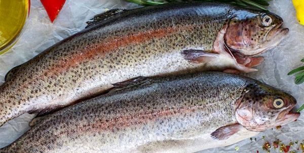 صادرات 4 هزار تن ماهی مازاد از مرز مهران به عراق