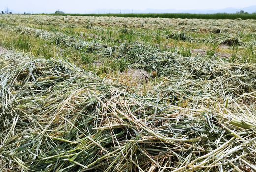 مزارع جو علوفه ای طرح جهش در بیضا به برداشت رسید