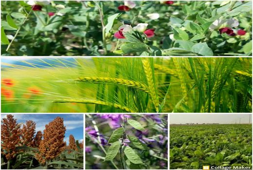 برنامه جایگزینی یک میلیون تن علوفه کم آب بر در استان قزوین کلید خورد