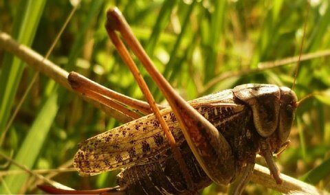 مبارزه با ملخ های بومی در ۱۱ هزار هکتار از اراضی استان اصفهان