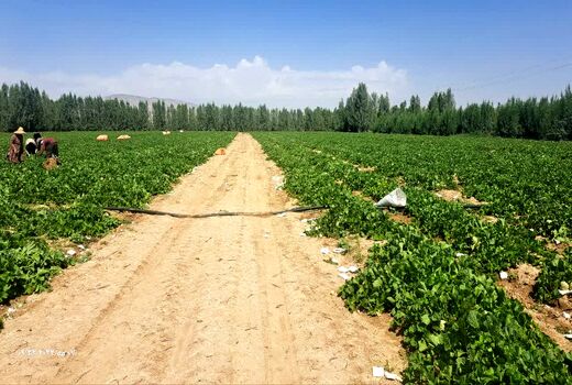 تولید 6 هزار تن خربزه در مزارع زرین دشت