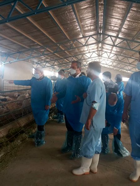 بازدید معاون  بهبود تولیدات دامی وزارت جهاد کشاورزی از مجموعه درحال احداث طرح پرورش گوسفند داشتی پرتولید نژاد رومن در کرمان