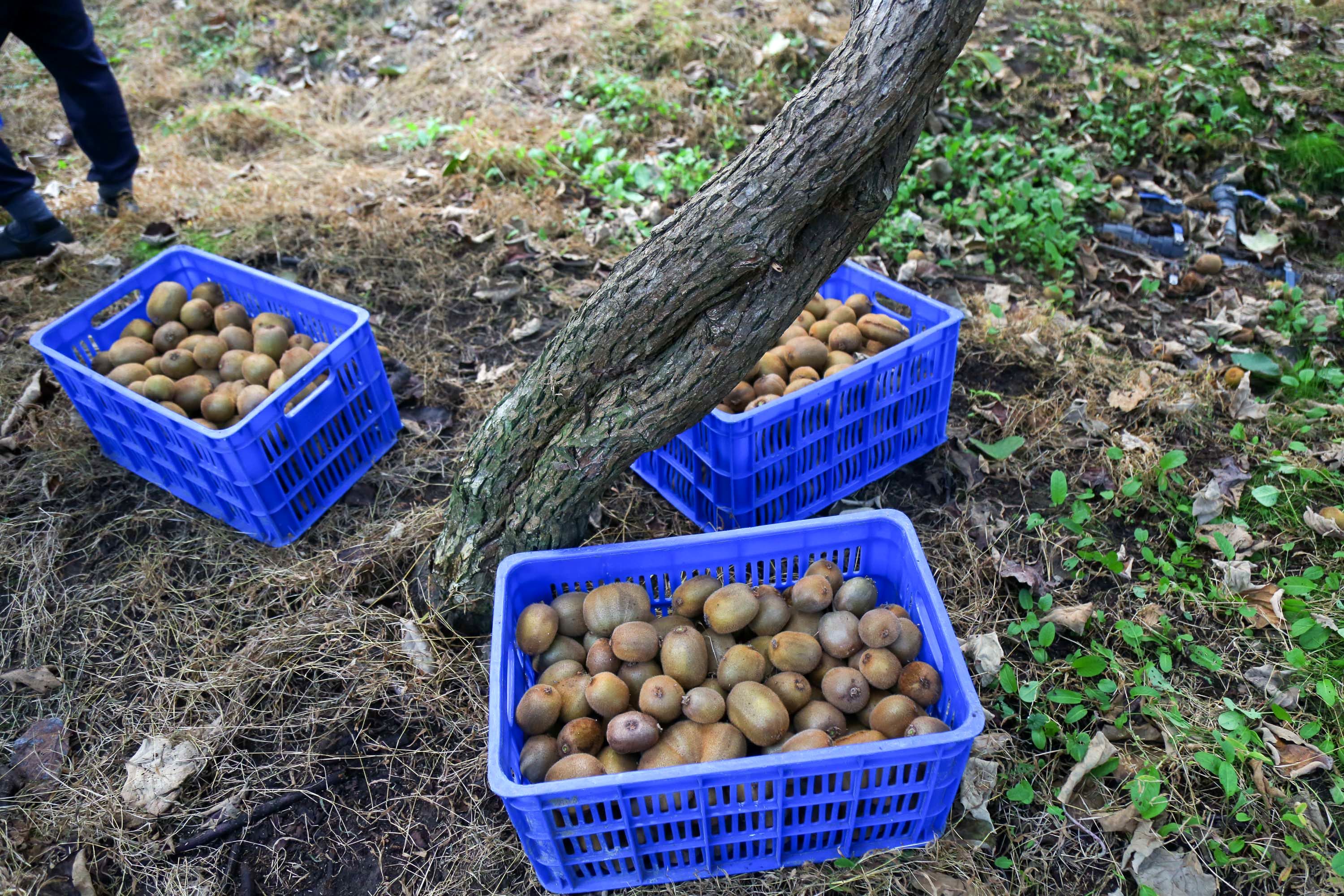  میوه ای شگفت انگیز به نام کیوی 