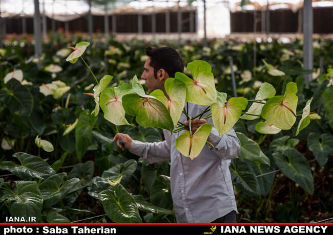 آنتوریوم صادراتی