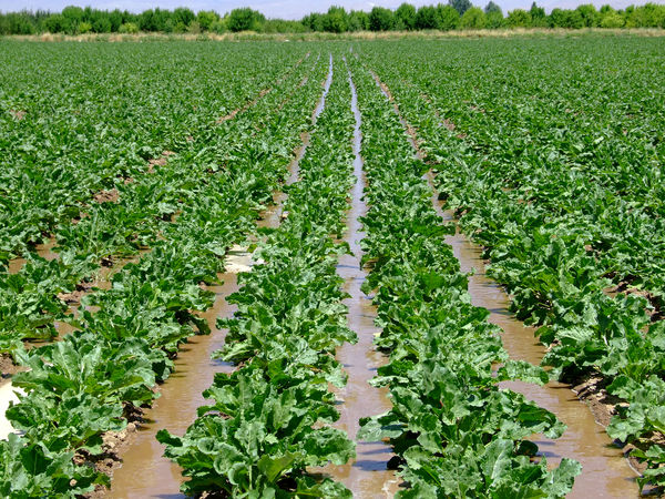 ۲۸۰هکتار چغندر قند در اراضی کشاورزی شهرستان البرز کشت شد