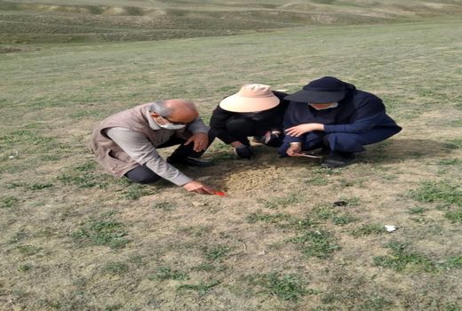 بازدید از مراتع خراسان شمالی برای ردیابی آفت ملخ