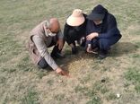 بازدید از مراتع خراسان شمالی برای ردیابی آفت ملخ