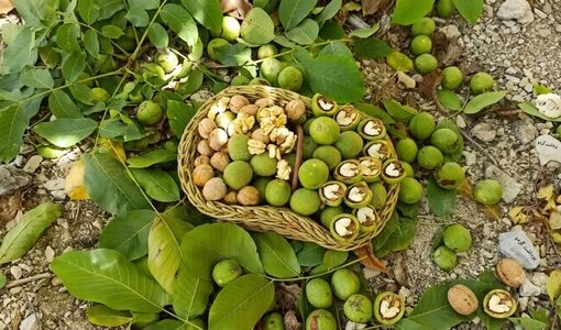 آغاز برداشت گردو از باغ‌ های شهرستان کوه‌ چنار