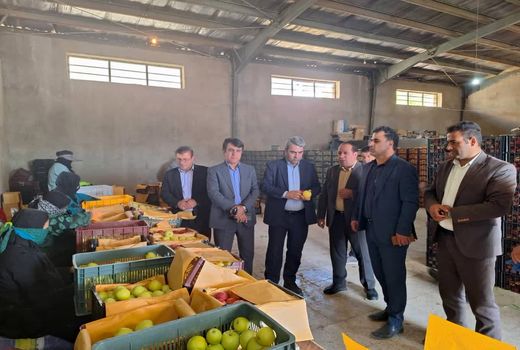 خرید توافقی سیب از باغداران کهگیلویه و بویراحمد