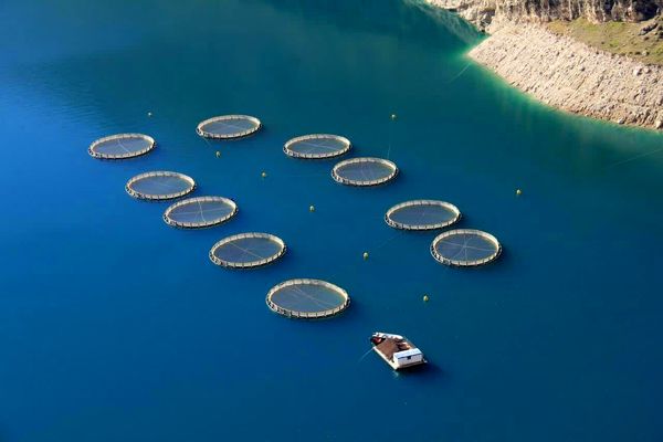 ۶ هزار تن ماهی قزل‌آلا از مزارع پرورشی چهارمحال و بختیاری برداشت شد