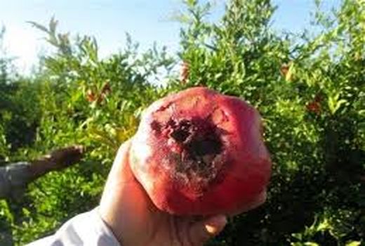 نشست هم اندیشی برای کنترل مگس میوه مدیترانه ای در بخش گلباف شهرستان کرمان برگزار شد
